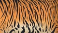 Bengal tiger stripe pattern