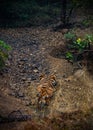 Bengal tiger at Tadoba Andhari Tiger Reserve drinking water