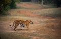 Bengal tiger at Tadoba Andhari Tiger Reserve roaming her territory