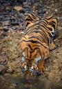 Bengal tiger at Tadoba Andhari Tiger Reserve drinking water