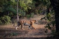 Bengal tiger at Tadoba Andhari Tiger Reserve roaming her territory