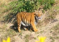 A Bengal Tiger on a Trail