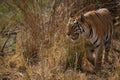 Bengal tiger turning left out of undergrowth