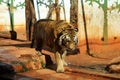 Bengal tiger walking in captivity Royalty Free Stock Photo