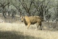 Bengal tiger walking in forest path Royalty Free Stock Photo