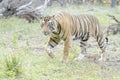 Bengal tiger walking in forest path Royalty Free Stock Photo