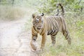 Bengal tiger walking in forest path Royalty Free Stock Photo