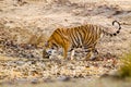 A Bengal Tiger walking through the jungle to a waterhole in Bandhavgarh Royalty Free Stock Photo