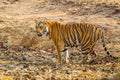 Bengal Tiger walking through the jungle to a waterhole Royalty Free Stock Photo