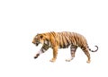 Tiger walking isolated on white background Royalty Free Stock Photo