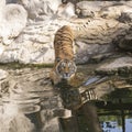 Bengal Tiger walking Royalty Free Stock Photo