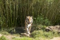 Bengal tiger walking toward camera Royalty Free Stock Photo