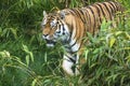 Bengal Tiger walking through vegetation Royalty Free Stock Photo