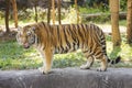 Bengal tiger walking Royalty Free Stock Photo