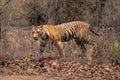 Bengal tiger walks on leaves towards track