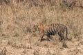 Bengal tiger walks right-to-left in dry grass