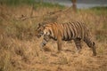 Bengal tiger walks right-to-left in dry grassland