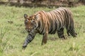 Bengal tiger walks right-to-left on grassy riverbank