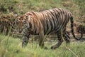 Bengal tiger walks right-to-left with stream behind