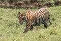 Bengal tiger walks right-to-left on sunny riverbank