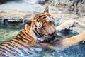 Bengal Tiger Royalty Free Stock Photo