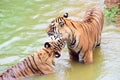 Two tiger in water playing Royalty Free Stock Photo
