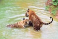 Two tiger in water playing Royalty Free Stock Photo