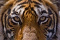 Bengal tiger eyes looking at you Royalty Free Stock Photo