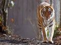 Bengal Tiger at zoo Royalty Free Stock Photo