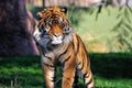 Bengal tiger in zoo Royalty Free Stock Photo