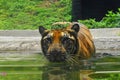 A Bengal Tiger at Zoological Gardens, Dehiwala. Colombo, Sri Lanka