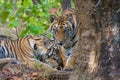 Bengal Tigers of Bandhavgarh national park India Royalty Free Stock Photo