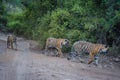 Bengal tigers on an evening stroll on a jungle track in a pattern Royalty Free Stock Photo