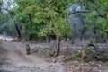 Bengal tigers on an evening stroll on a jungle track in a pattern Royalty Free Stock Photo