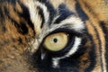 Bengal tigers animal eye looking at camera Royalty Free Stock Photo