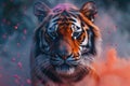 Bengal tigers face with vibrant colors of Holi Festival exploding around it Royalty Free Stock Photo