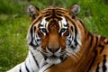 Bengal tigers wild beauty captured in intense stare