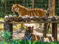 Bengal Tigers in zoo park Royalty Free Stock Photo