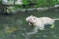 Bengal White Tiger