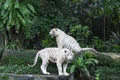 Bengal White Tiger