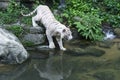 Bengal White Tiger Royalty Free Stock Photo