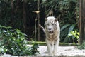 Bengal White Tiger