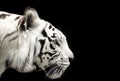 Bengal white tiger. Royalty Free Stock Photo