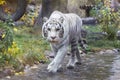 Bengal white tiger.