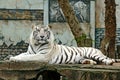 bengal white tiger in zoo Royalty Free Stock Photo