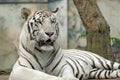 bengal white tiger in zoo Royalty Free Stock Photo