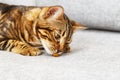 Bengal young cat is sitting on gray sofa, cute tabby kitten is eating his small piece of cat food Royalty Free Stock Photo