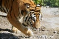 Bengala tiger outdoor portrait walking Royalty Free Stock Photo