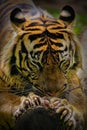 Bengala tiger sharpening nails