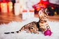 Bengalcat kitten brown spotted Royalty Free Stock Photo